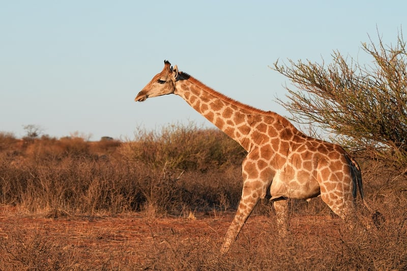 Savannah Expeditions